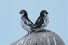 Least Auklet